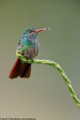 Rufous-tailed Hummingbird