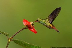 Rufous-tailed Hummingbird