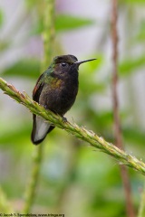 Black-bellied Hummingbird