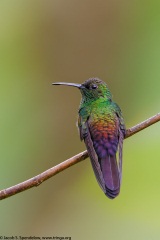 Bronze-tailed Plumeleteer