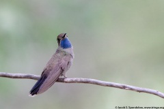 Blue-throated Hummingbird