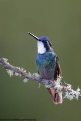 White-throated Mountain-gem