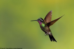 Purple-throated Mountain-gem