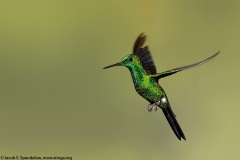 Green-crowned Brilliant