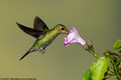 Green-crowned Brilliant