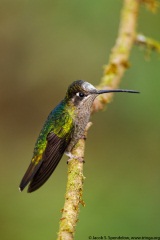 Talamanca Hummingbird