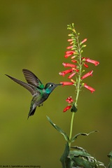 Rivoli's Hummingbird