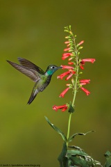 Rivoli's Hummingbird