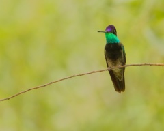 Rivoli's Hummingbird