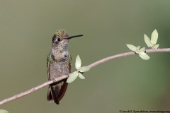 Rivoli's Hummingbird