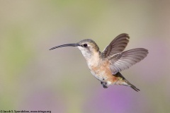 Lucifer Hummingbird