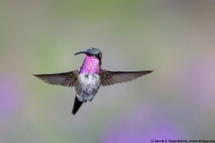 Lucifer Hummingbird