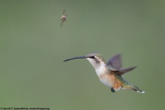 Lucifer Hummingbird