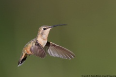 Lucifer Hummingbird