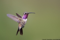 Lucifer Hummingbird