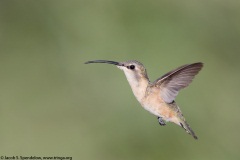 Lucifer Hummingbird