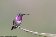 Lucifer Hummingbird