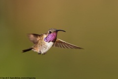 Lucifer Hummingbird