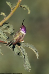 Lucifer Hummingbird