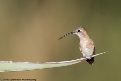 Lucifer Hummingbird