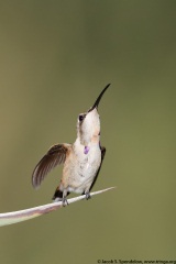 Lucifer Hummingbird