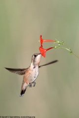 Lucifer Hummingbird