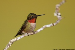 Ruby-throated Hummingbird