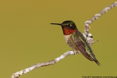 Ruby-throated Hummingbird