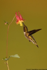 Ruby-throated Hummingbird