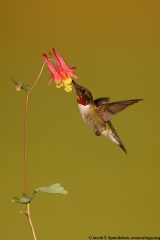 Ruby-throated Hummingbird