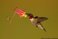 Ruby-throated Hummingbird