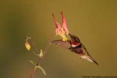 Ruby-throated Hummingbird