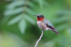 Ruby-throated Hummingbird