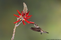 Black-chinned Hummingbird