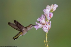 Black-chinned Hummingbird