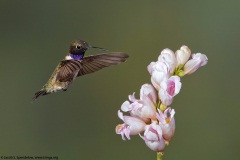 Black-chinned Hummingbird