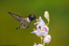 Black-chinned Hummingbird