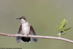 Black-chinned Hummingbird