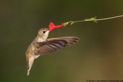 Black-chinned Hummingbird