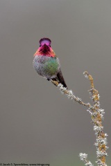 Annas Hummingbird