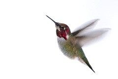 Anna's Hummingbird