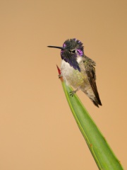 Costa's Hummingbird