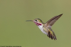 Calliope Hummingbird