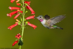 Broad-tailed Hummingbird