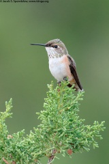 Broad-tailed Hummingbird