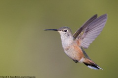 Broad-tailed Hummingbird