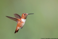 Rufous Hummingbird