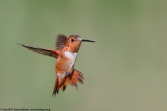 Rufous Hummingbird