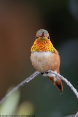 Allen's Hummingbird