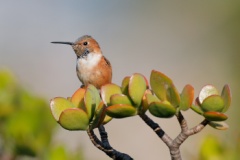 Allen's Hummingbird